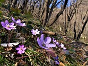 20 Hepatica nobilis (Erba trinita)